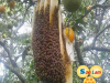 CÔNG DỤNG CỦA SÁP ONG TỔ ONG