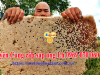 Công Dụng Và Cách Dùng Sáp Ong